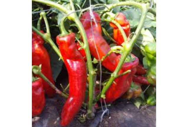 Red and Green Pepper Palermo - 5KG