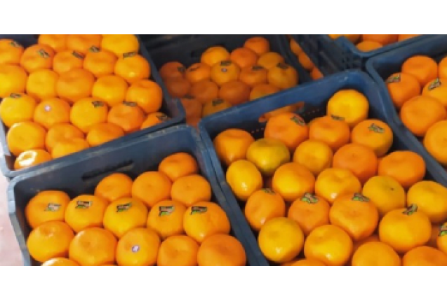 Navalines Orange  - Size NO6-7, 10kg