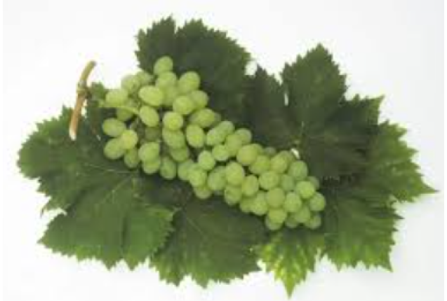 Muscat Alexandria Grapes per kg