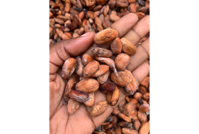 Cocoa Beans Per tonne