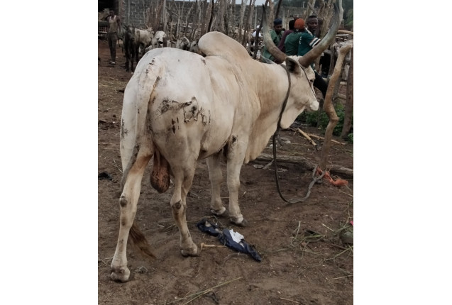 Big cow
