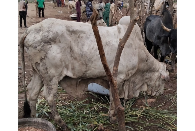 Cow