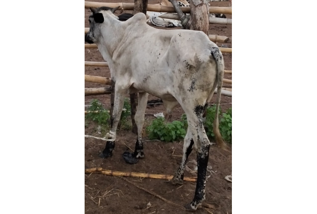 #Cow