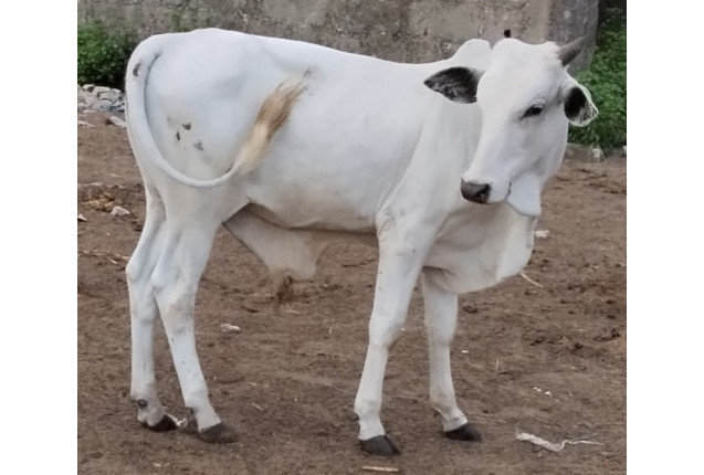 ##Cow 