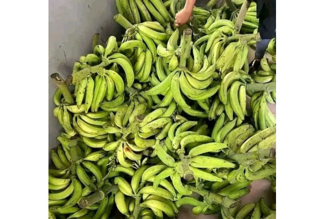Plantain -1ton