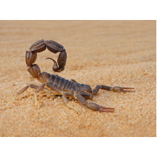 scorpion venom x 600