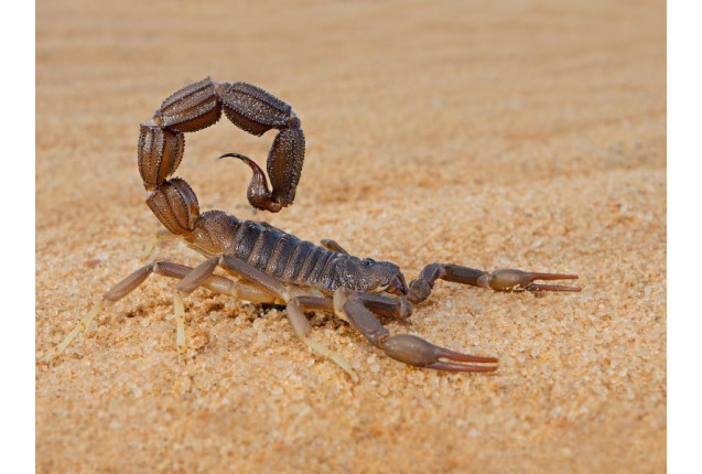 scorpion venom x 600