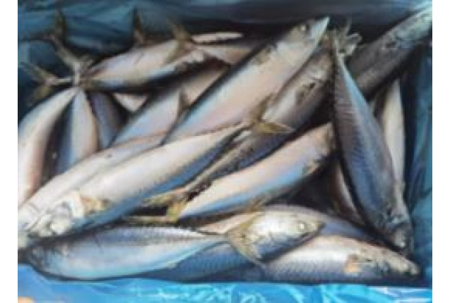 Canned Mackerel – Nutritious & Delicious