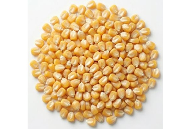 Premium Yellow Maize (100kg Bag)