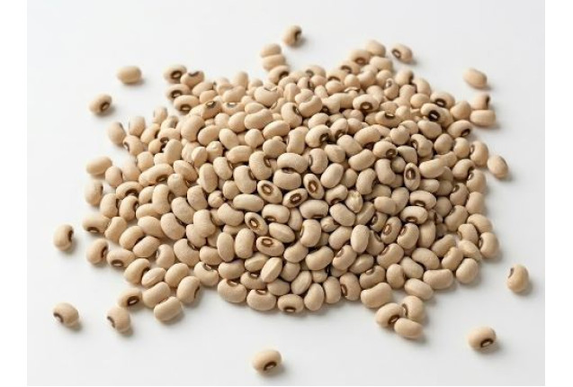 Premium Potasco White Beans (100kg Bag)