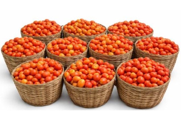 Fresh Tomato Basket - Ripe and Nutritious