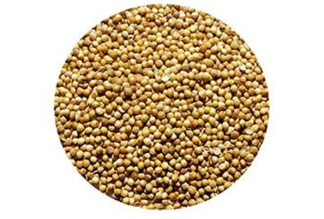 EU/NOP Organic Coriander Seeds- 1 Ton