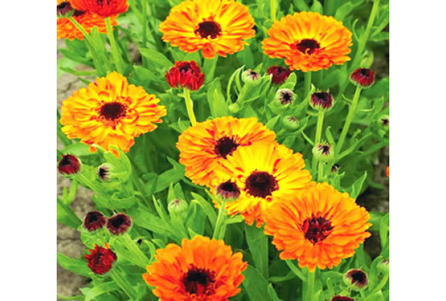 Calendula Flower (1 Ton)
