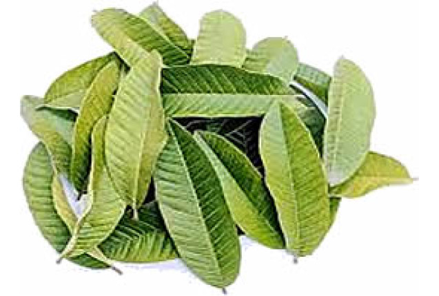 Egy Herbs Guava Leave (1 Ton)