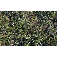 Egy Herbs Olive Leaves (1 Ton)