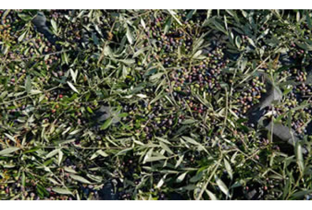 Egy Herbs Olive Leaves (1 Ton)