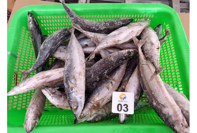 Sea Frozen Pacific Mackerel Whole Round | 250-350g Size (1.0kg)