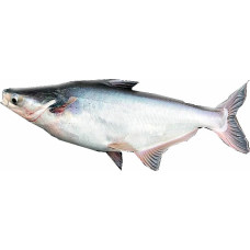 Pangasius Whole Round | NW 95%