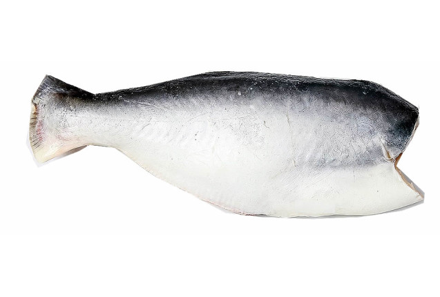 Pangasius HGT | NW 95%, 5% glazing | Size 800-1000g