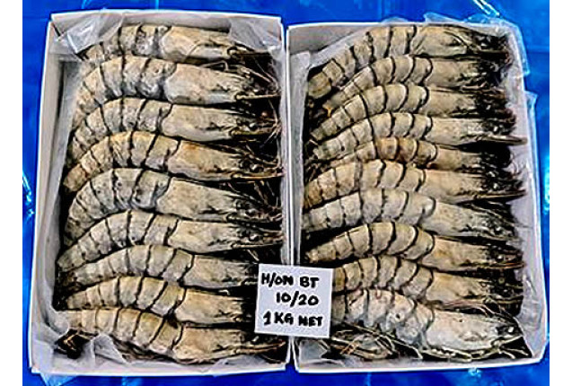 Frozen Black Tiger Shrimps HOSO - Size 31/40 (20%)