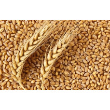 Food wheat, 3 grade x 50000