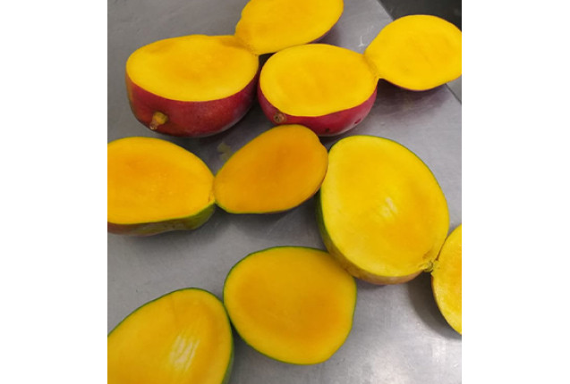 Mango Concentrate - 240 kgs Plastic Drums