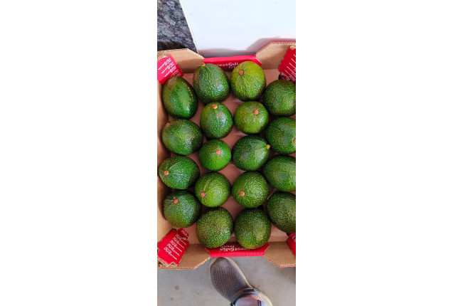 Hass Avocado (international shipping by Air) 4kg