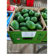 Hass Avocado (international shipping by 