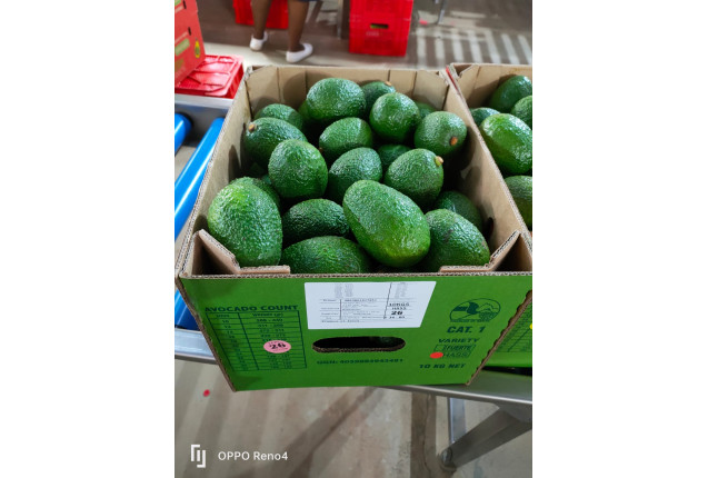 Hass Avocado (international shipping by Sea) 4kg