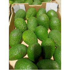 Hass Avocados from Morocco per