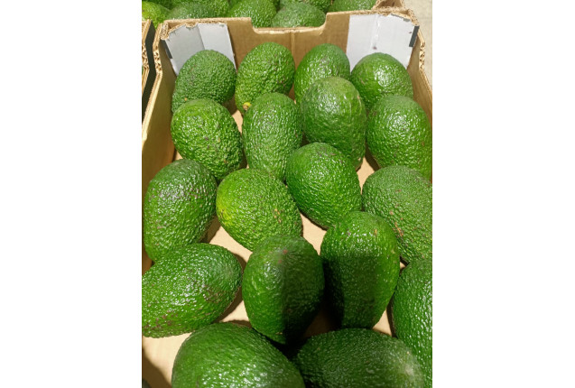 Hass Avocados from Morocco per kg