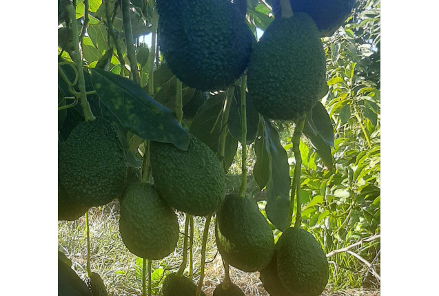 Hass Avocados from Morocco per kg