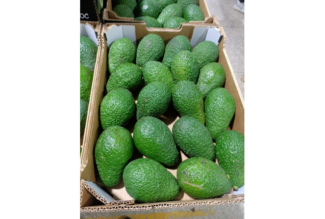 Hass Avocados from Morocco per kg