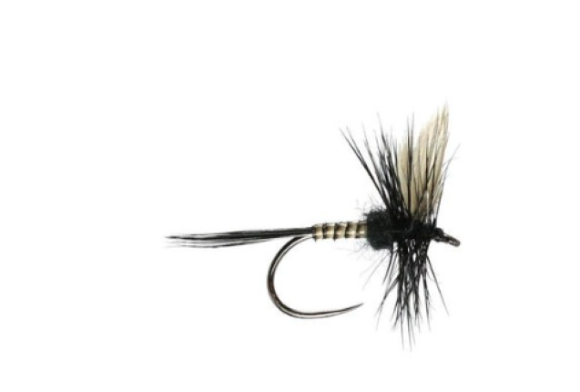 BLACK GNAT BARBLESS x 12