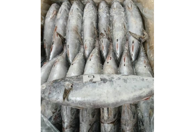 Bonito Tuna Fish - per ton