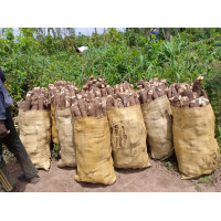 Raw fresh Cassava 100kg