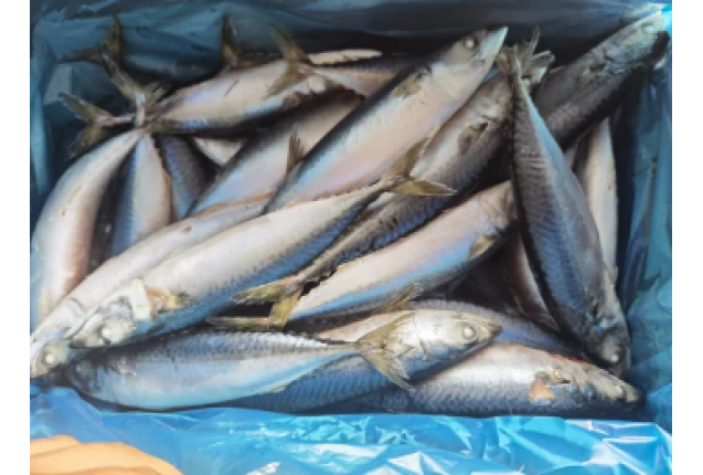 MACKEREL (SCOMBER JAPONICUS) Fish, FROZEN, SIZE: 25+ (L) 350/+ per ton
