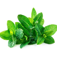 Spearmint Leaves per ton