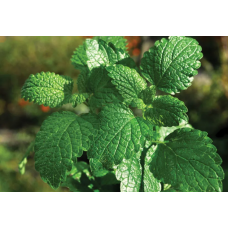 Nigella sativa per ton