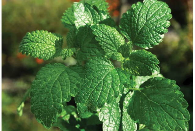 Nigella sativa per ton