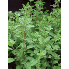 Marjoram per ton