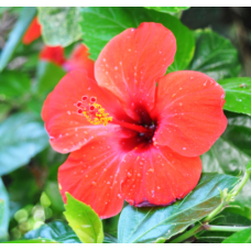 Hibiscus flower per ton