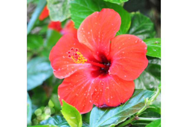 Hibiscus flower per ton