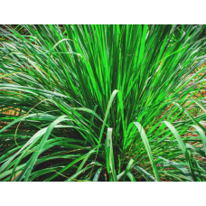 Lemongrass per ton