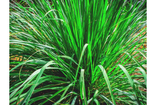 Lemongrass per ton