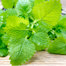 Lemon balm per ton