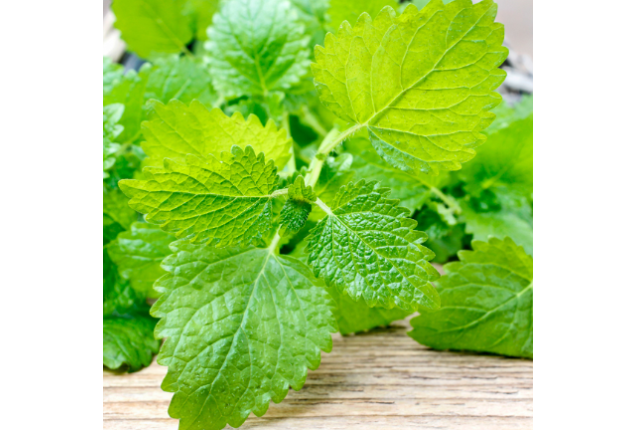 Lemon balm per ton