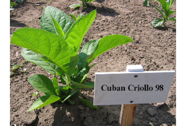 Cuban Crillo 98 - Seed x 500
