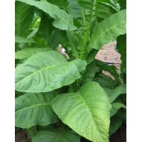 Dixie Bright Seed x 500