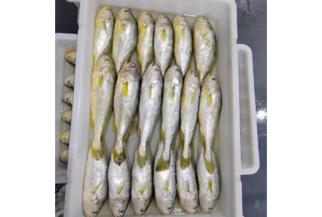 Frozen Whole Round Yellow Croaker (Micropogonias furnieri) size, 100-300g